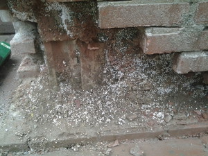 Spouwmuur door mieren vol gesleept met zand: vochtdoorslag Afbeelding van spouwmuur door mieren vol gesleept met zand: vochtdoorslag